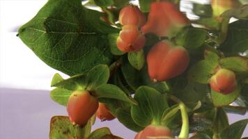 magnifique branche avec rouge hypericum baies étant mettre sous-marin. Stock images. proche en haut de vert feuilles sur une branche de une fleur dans transparent l'eau. photo