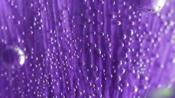violet fleur pétale devenir flou. Stock images. extrême proche en haut de une lilas doux magnifique fleur pétale couvert par minuscule air bulles dans transparent l'eau. photo