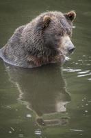 reflet de l'ours brun photo