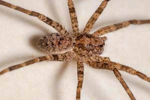 araignée errante femelle adulte photo
