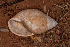 coquille d'escargot commun photo