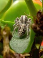 Araignée sauteuse adulte sur une plante katy enflammée photo