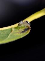 petite araignée sauteuse photo