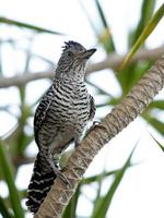 Antshrike barré mâle du Brésil photo