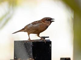 moineau domestique adulte photo