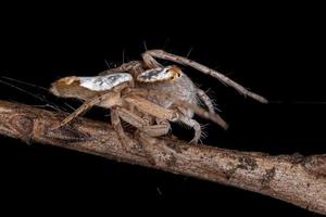 araignée lynx adulte femelle photo