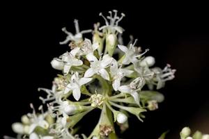 fleur de dicotylédone blanche