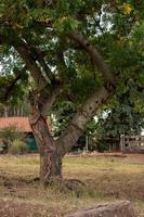 arbre mombin rouge photo