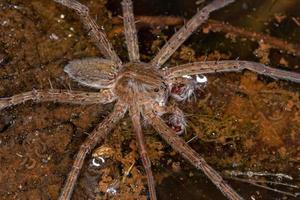 araignée trechaleid mâle adulte photo