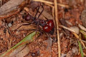soldat fourmi coupe-feuille atta photo