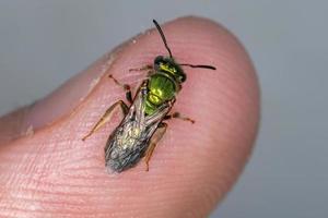 abeille à sueur augochlorée photo