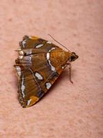 papillon jaune adulte photo