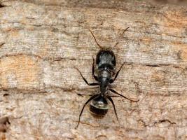 fourmi charpentière noire