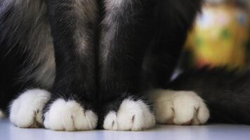 blanc pattes de noir chat sur blanc plat surface. concept. proche en haut de magnifique chat pattes et duveteux queue, chat séance sur le table à Accueil sur flou Contexte. photo