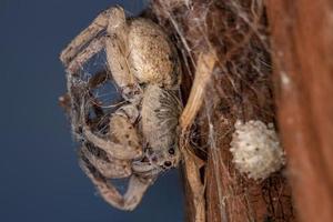Araignée-loup adulte la proie d'une araignée veuve brune photo