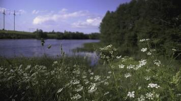 une magnifique camomille grandit dans une champ et insectes crawl sur il. créatif. une fleur avec blanc pétales et une Jaune centre. insectes sont sur le fleur. le vent coups une fleur croissance dans une clairière photo