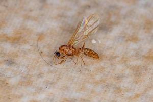 fourmi ailée mâle adulte morte photo