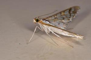 papillon de nuit jaune photo