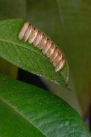 oeufs de katydid sur une feuille de jabuticaba photo