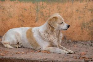 chien domestique dans une ferme photo