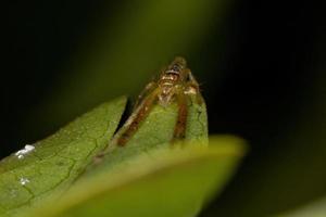 petite araignée crabe photo