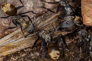 fourmi à sucre dorée chatoyante de la caste des ouvrières photo