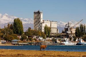 Orange vache est pâturage dans de face de vieux abandonné soviétique Port balyktchy sur issyk-kul Lac à ensoleillé l'automne après midi photo