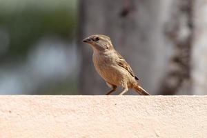 moineau domestique adulte photo