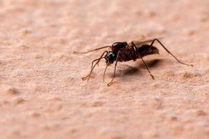 fourmi charpentière brésilienne