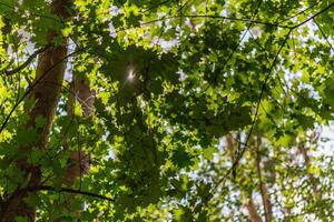 érable en forêt à la journée ensoleillée avec mise au point sélective et flou bokeh - vue vers le haut photo