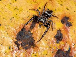 araignée sauteuse mâle photo