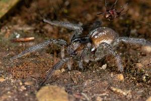 araignée-loup brésilienne photo