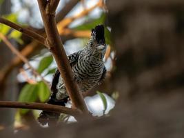 Antshrike barré mâle du Brésil photo