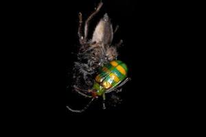 Araignée sauteuse mâle adulte s'attaquant à un coléoptère cucurbitacé