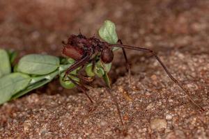 fourmi coupe-feuille atta