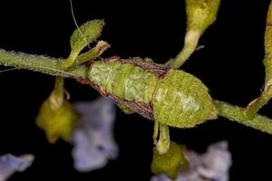 nymphe de cicadelle typique