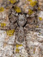 araignée sauteuse mâle adulte photo