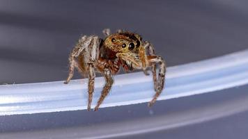 araignée sauteuse maison adanson photo