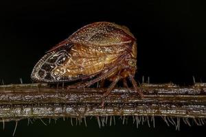 cicadelle de buffle adulte
