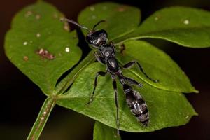 fourmi rameau femelle adulte photo