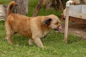 chien domestique dans une ferme photo