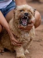 chien domestique dans une ferme photo