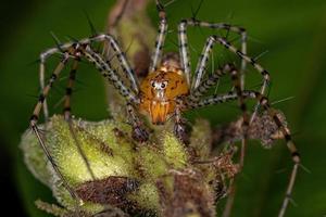 araignée lynx mâle adulte photo