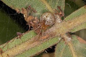 araignée de toile d'araignée femelle adulte