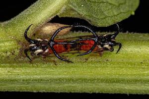 insecte cicadelle adulte photo