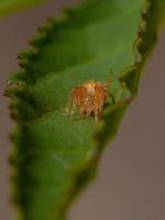 araignée orbweaver typique photo