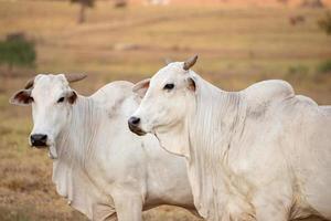 vache adulte dans une ferme photo