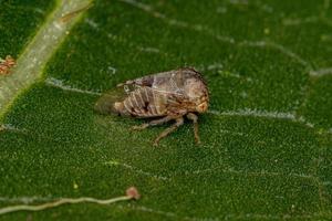 cicadelle de buffle adulte