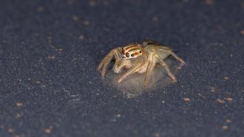 araignée sauteuse brésilienne photo