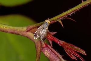 mouche des fruits adulte photo